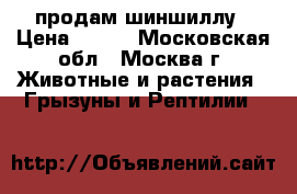 продам шиншиллу › Цена ­ 250 - Московская обл., Москва г. Животные и растения » Грызуны и Рептилии   